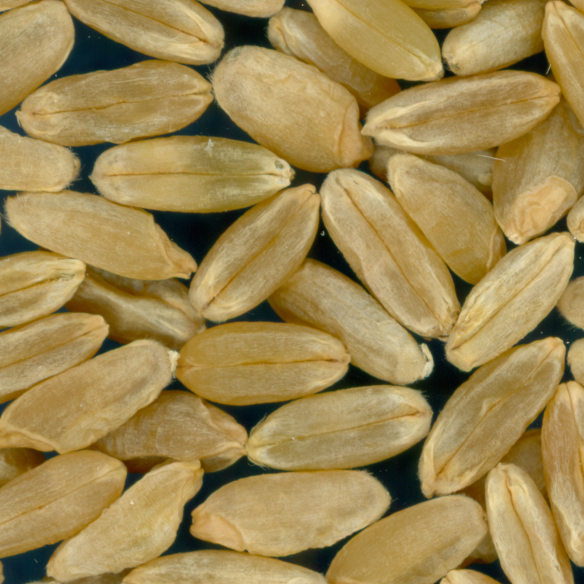 Click for 3 image(s) for this accession. KERNELS